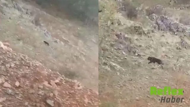 Türkoğlu’nda Kurt Saldırısı Hayvan Yetiştiricilerini Mağdur Etti