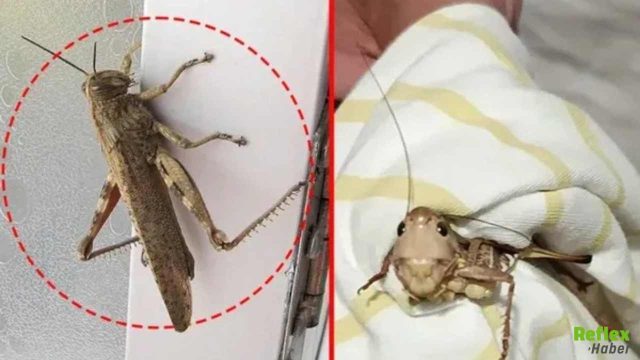 Çekirge İstilası Mı Başladı? Bakanlıktan Peş Peşe Açıklama: Vatandaşlara Uyarı Geldi