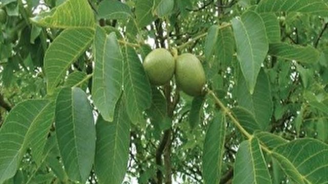 Ceviz Ağacının Altında Neden Oturulmaz? Ne Olur?