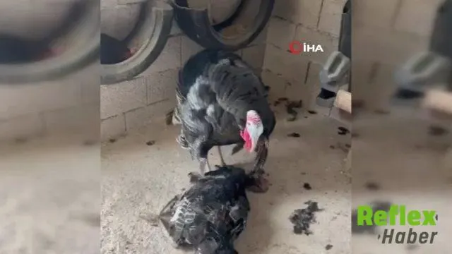 Gaziantep’te Erkek Hindinin Dişi Hindiyi Uyandırma Çabası Kamerada