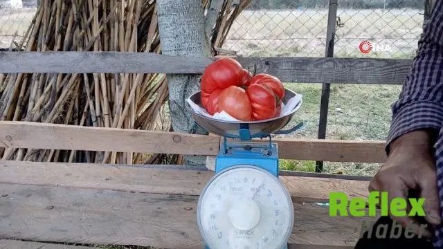 Osmaniye’de Görenleri Şaşırtan Domates! Tam 2 Kilo Geldi