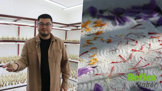Kayseri’de Kapalı Alanda 15 Bin Safran Soğanıyla Üretim Başardı