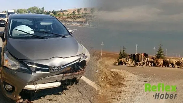 Eskişehir’de yola çıkan koyun kazaya neden oldu: Sürücü hafif yaralandı