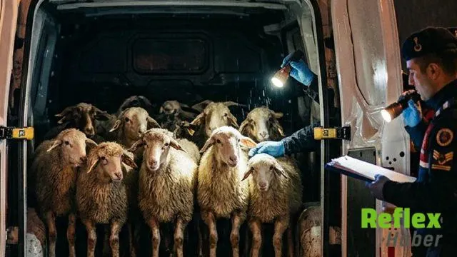 Sapanca’da 11 küçükbaş hayvanın kaçak sevkiyatına geçit verilmedi
