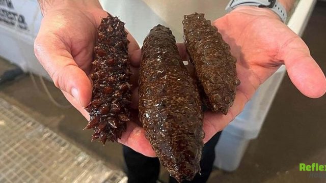 Deniz Patlıcanı Neden Yasak? Sebebi Nedir?