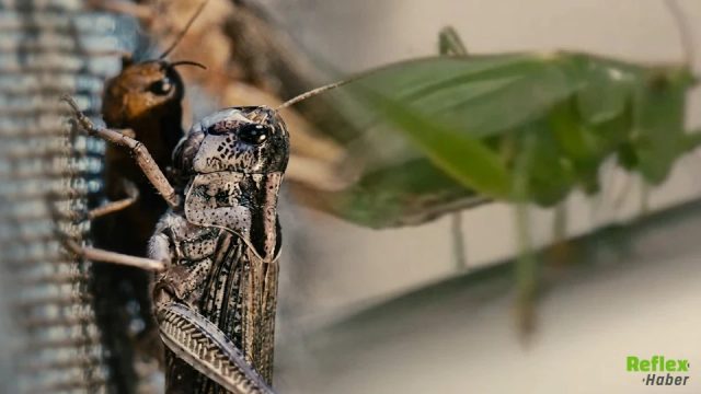 Dev Çekirgeler Zehirli Mi? Evlerde Görülen İri Çekirgeler Hakkında Uzman Açıklaması