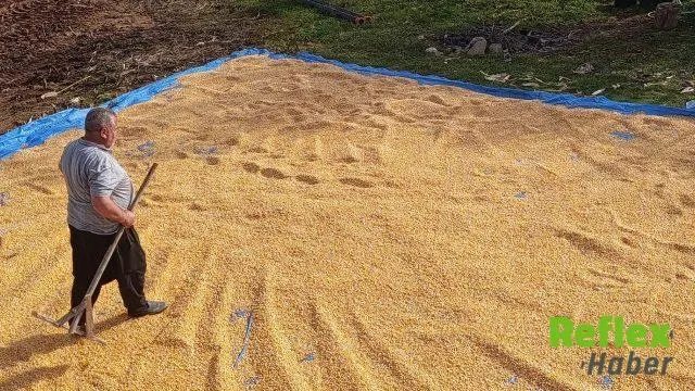 Andırın’da Yerli Mısır Hasadı Sonrası Kurutma Mesaisi