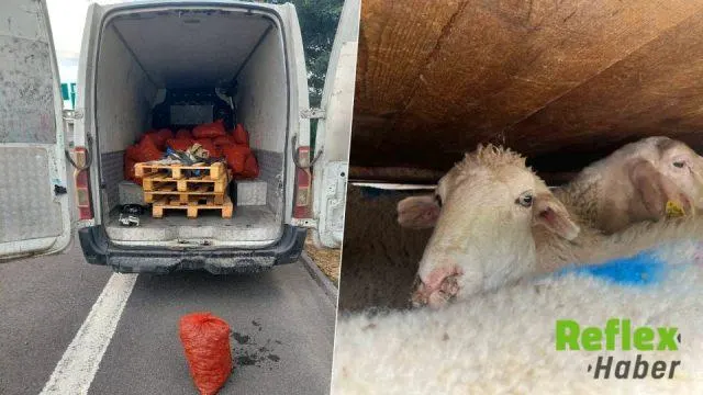 Sakarya’da belgesiz taşınan 2,2 ton midye ve 156 küçükbaş hayvana el konuldu