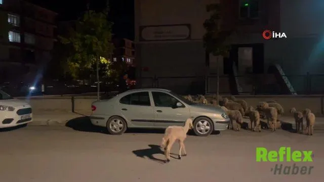 Çorum'da ağıldan sürü halinde kaçan koyunlar boş arazide bulundu