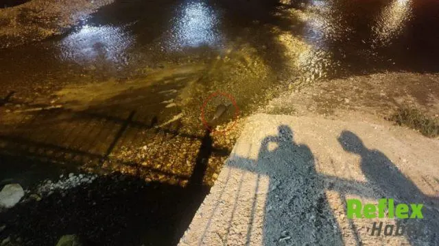 Konya'da Çarşamba Çayı'nda su samuru kameraya yansıdı