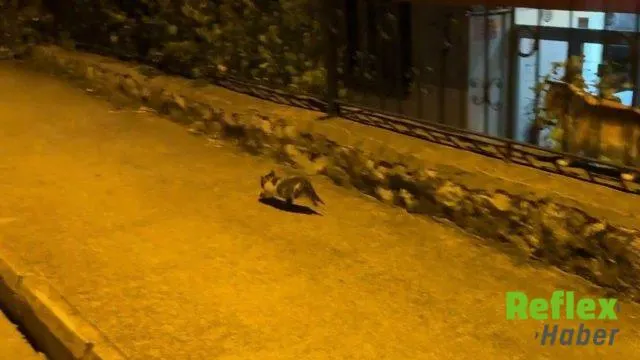 Karabük'te Motor Kısmına Sıkışan Yavru Kedi Kurtarıldı