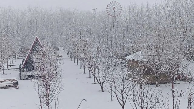 Doğubayazıt'ta Meyve Bahçesi Beyaza Büründü