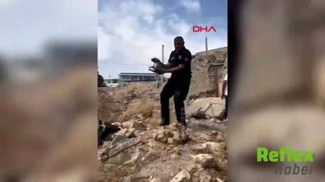 Mardin’de metruk ev çöktü: Anne köpek ve 5 yavrusu kurtarıldı