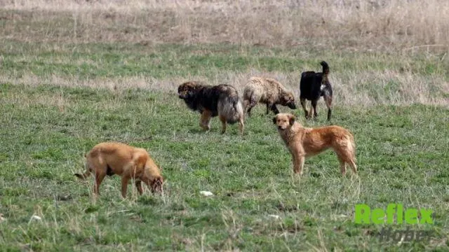 Sahipsiz Köpeklerin Toplanmasında Yüzde 99,9 Seviyesine Ulaşıldı