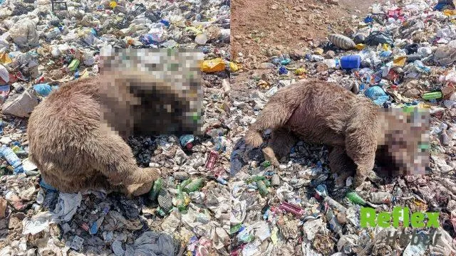 Kiğı’da Katı Atık Tesisinde Üç Bozayı Ölü Bulundu