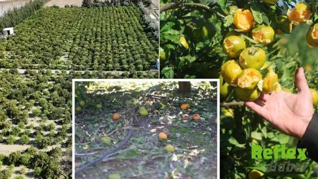Hatay Arsuz’da Dolu Felaketi Erkenci Mandalina Bahçesini Vurdu