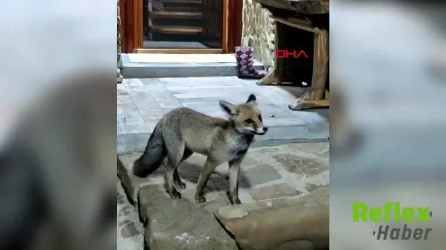Bartın’da çiftçi, bahçesine gelen aç tilkiyi eliyle besledi
