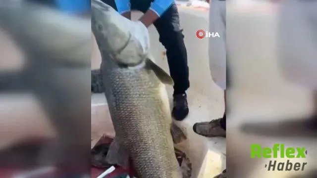 Elazığ'da Balıkçılar Keban Barajı'nda 81 Kiloluk Turna Yakaladı
