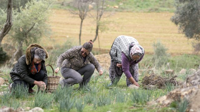 Ege’nin ‘Zeytinyağı İmecesi’ başladı