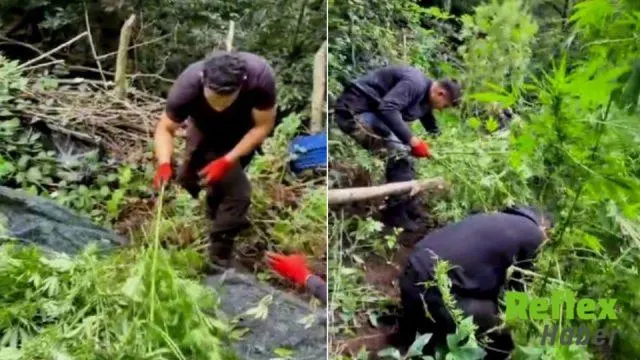 Samsun’da evin bahçesinde 756 kök kenevir ele geçirildi: 2 kuzen gözaltında