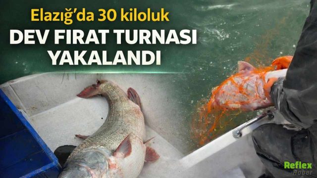 Elazığ’da 30 Kiloluk Dev Fırat Turnası Yakalandı