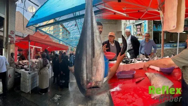 Tavşanlı’da 160 Kiloluk Orkinos Balığı İ̇lgi Odağı Oldu