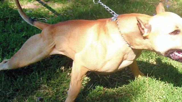 Evde çocuklara saldıran 9 köpek cinsi var