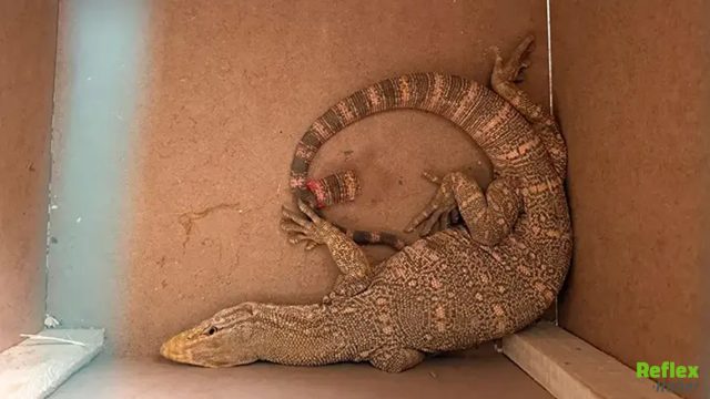 Evde Karşılarına Çıktı! Görenler Gözlerine İnanamadı