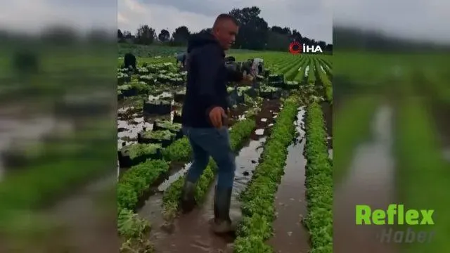 Sakarya’da Marul Tarlalarında Zorlu Kurtarma Mesaisi