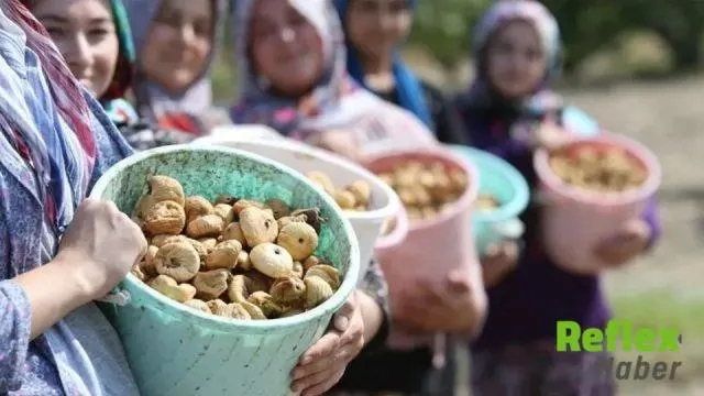 Tariş’ten Kuru İ̇ncirde Kaliteye Göre Yeni Fiyat Tarifesi