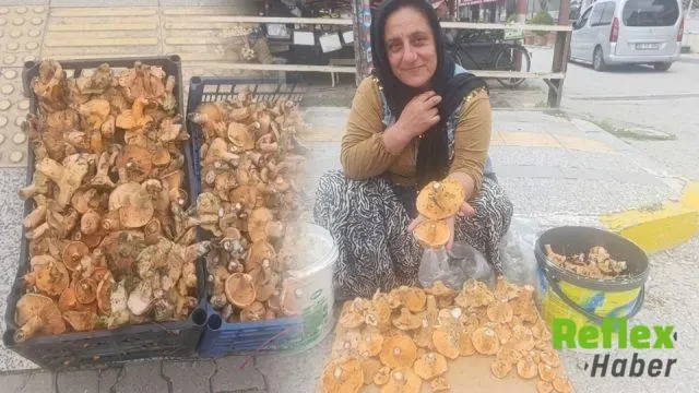 Osmancık’ta Zorlu Arazilerden Pazara Kalınca Mantarı
