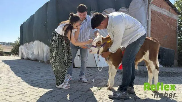 Tekirdağ’daki düğüne buzağı hediyesi damga vurdu: Çanakkale’den getirip kurdele taktı