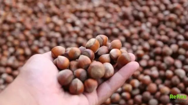 Fındıkta Zirve Değişmedi! Türkiye'nin İhracat Şampiyonu Trabzon Oldu