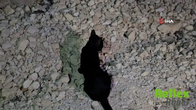 Van Gölü Sahilinde Saatler Süren Kedi-Fare Takibi