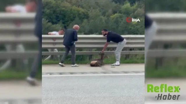 Samsun-Ankara Yolunda Yaralı Geyiğe Aileden Duyarlı Müdahale