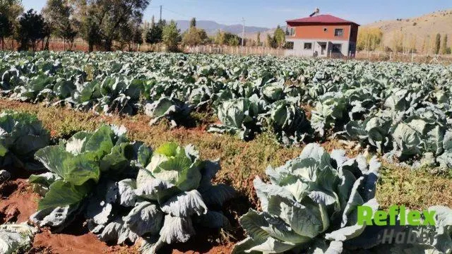 Kahramanmaraş'ta Göksun Ve Elbistan'da Dev Lahana Hasadı
