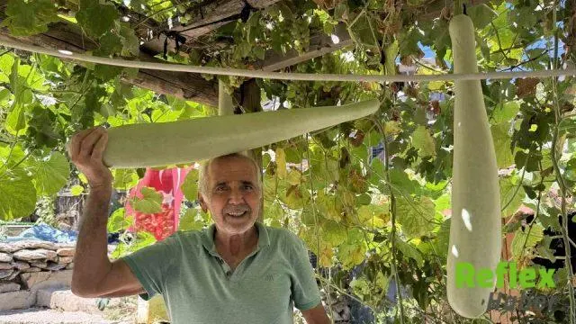 Antalya’da deneme için ekilen su kabağı 96 santimetreye ulaştı