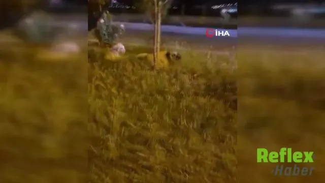Batman Havalimanı Yolunda Köpek Saldırısına Uğradı