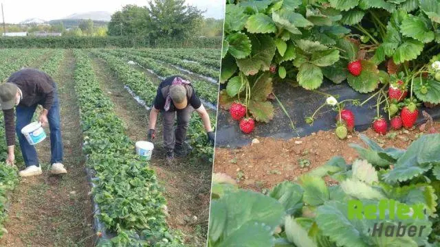 Doğanşehir’de Çilek Hasadı Başladı, Siparişler Üretimi Aştı