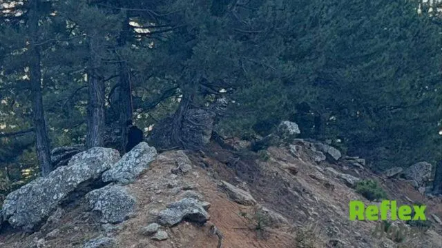Onikişubat'ta Yol Kenarındaki Cansız Bedenin Kimliği Belirlendi