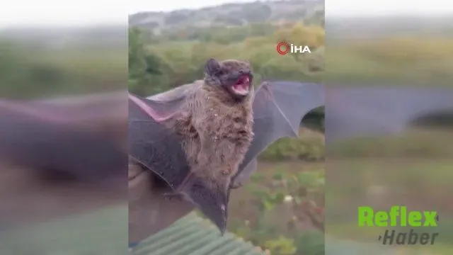 Geyve’de Çatı Ustasının Yarasa İ̇le Karşılaşması Kamerada