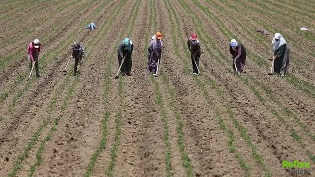 Hazine Muslukları Açtı! Çiftçiye 449, Esnafa 180 Milyar Lira Destek
