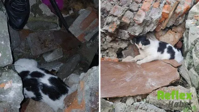 Zonguldak’ta Enkazdan Altı Gün Sonra Yaralı Kedi Kurtarıldı