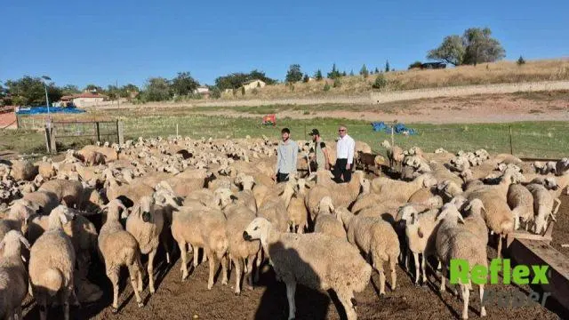 Yozgat'ta Çobanlıktan Sürü Sahipliğine Uzanan Bilir Ailesi'nin Başarı Hikayesi