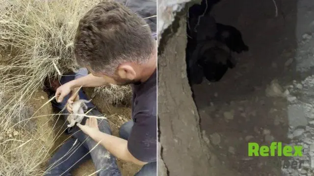 Sivas'ta Porsuk Yuvasındaki Seslerin Ardından Kangal Yavruları Çıktı