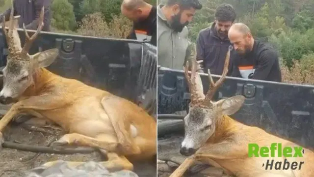 Bolu'da Yol Kenarında Yaralı Ceylan Ekiplere Teslim Edildi
