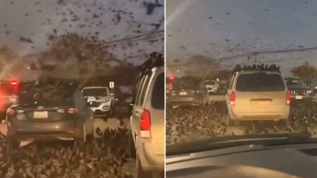 İsrail Karga İstilası Gerçek Mi? Bu Durum Yaşandı Mı?