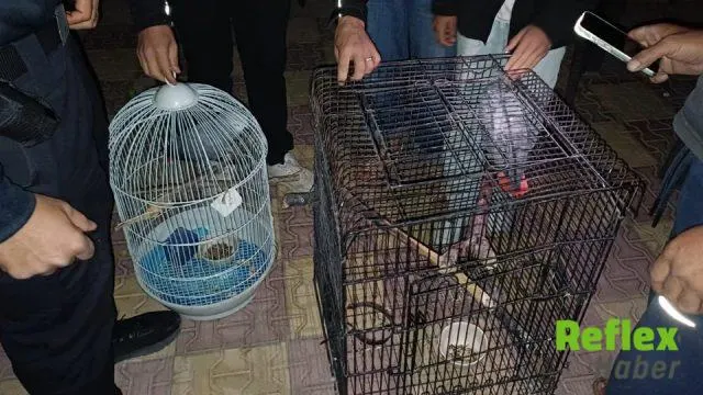 Aksaray'da Belgesiz Afrika Gri Papağanı Ticaretine 30 Bin Lira Ceza