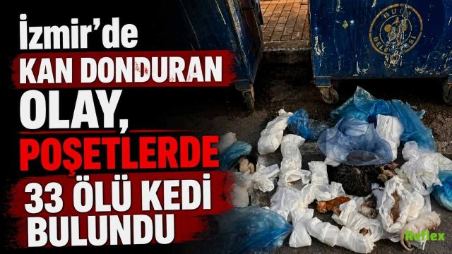 İzmir’de Kan Donduran Olay, Poşetlerde 33 Ölü Kedi Bulundu
