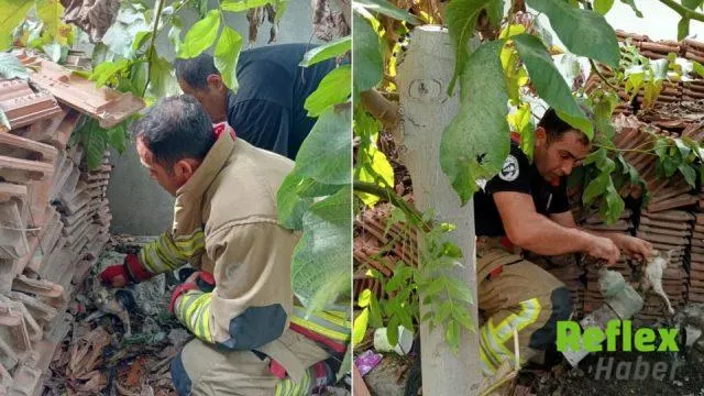 Hatay'da vanaya sıkışan yavru kedi itfaiye ekiplerince kurtarıldı | VİDEO İZLE
